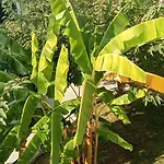 Theodora's In Palm Trees Garden شقة *