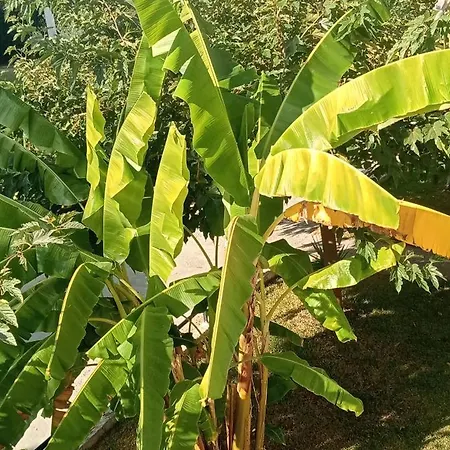 Theodora's In Palm Trees Garden Апартаменты *